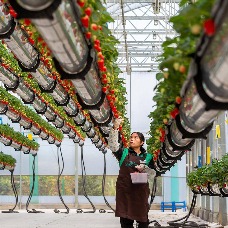 河池市温室大棚空中草莓 - 推荐